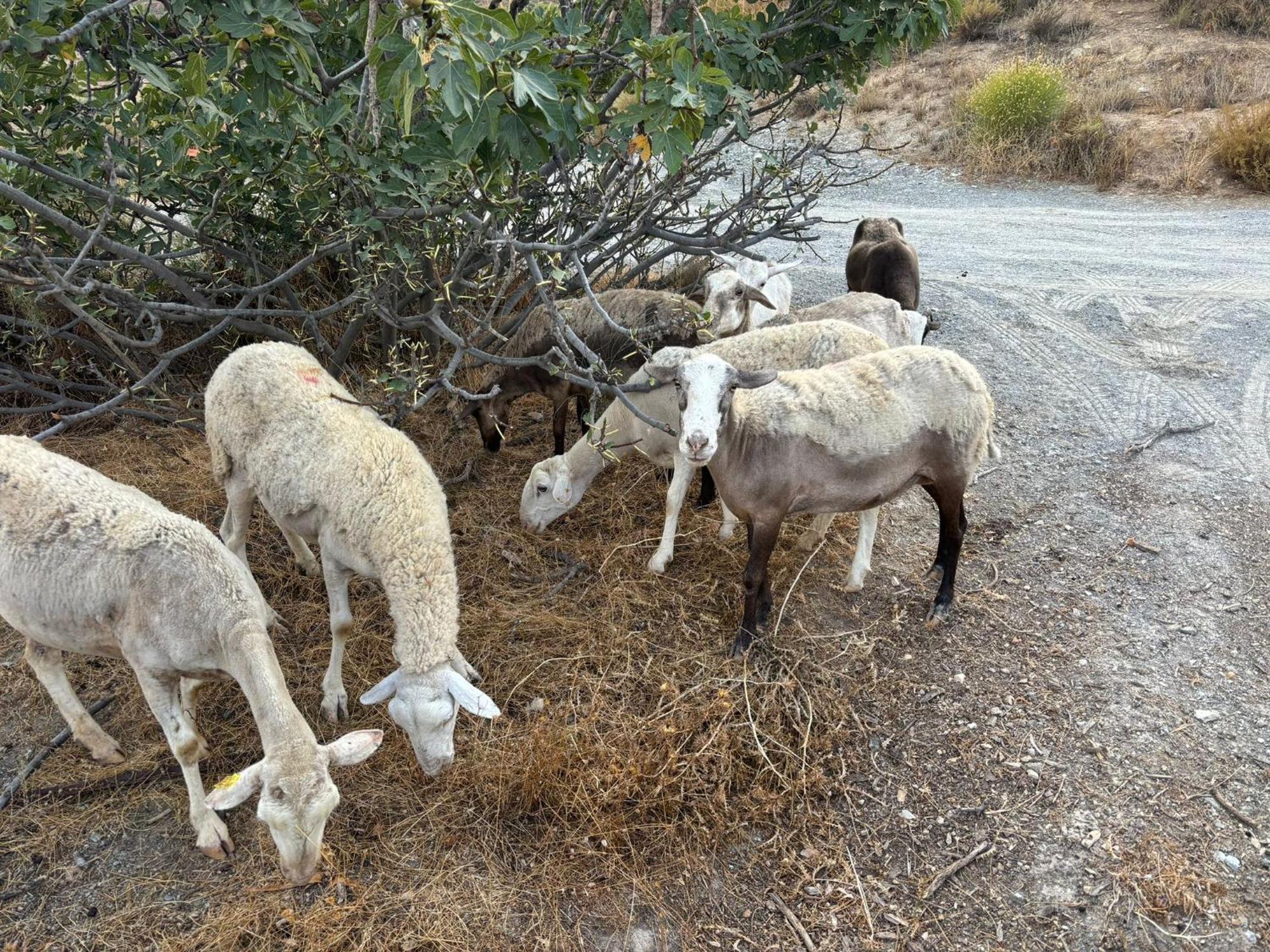 Afgelegen vakantiehuis in het hart van de Alpujarra Orgiva Buitenkant foto